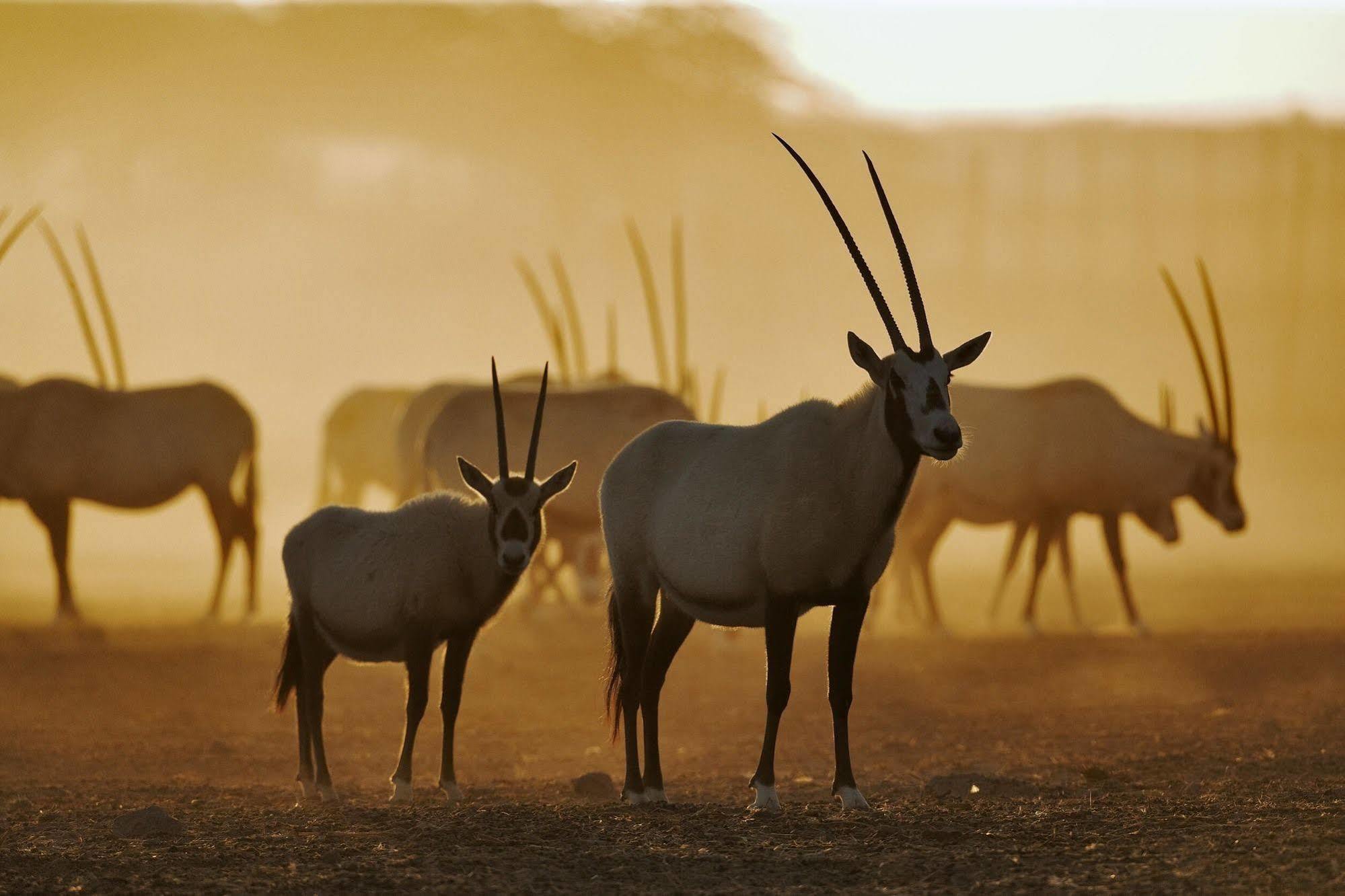 Anantara Sir Bani Yas Island Al Sahel Villas Zahr Exteriér fotografie