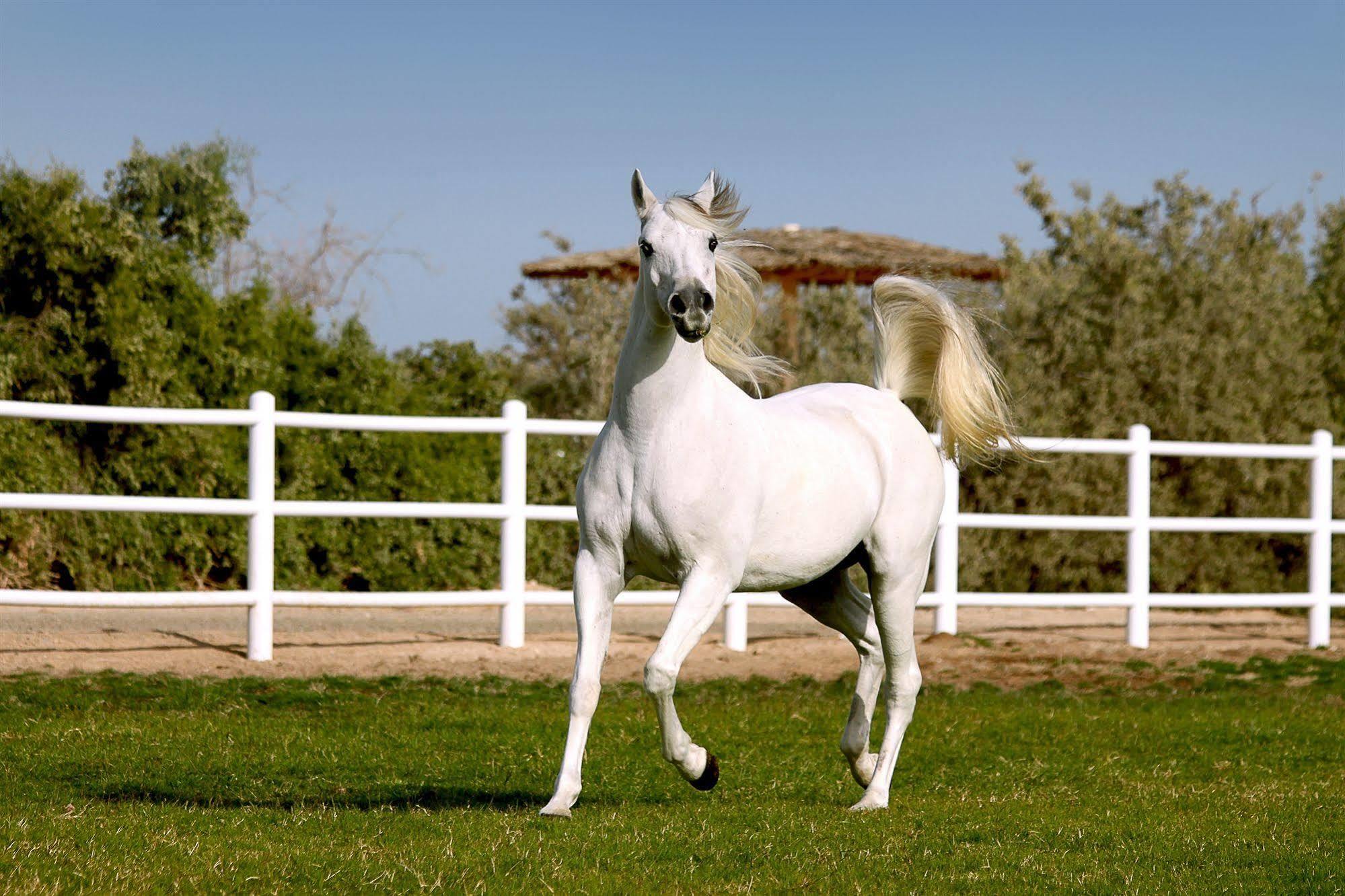 Anantara Sir Bani Yas Island Al Sahel Villas Zahr Exteriér fotografie