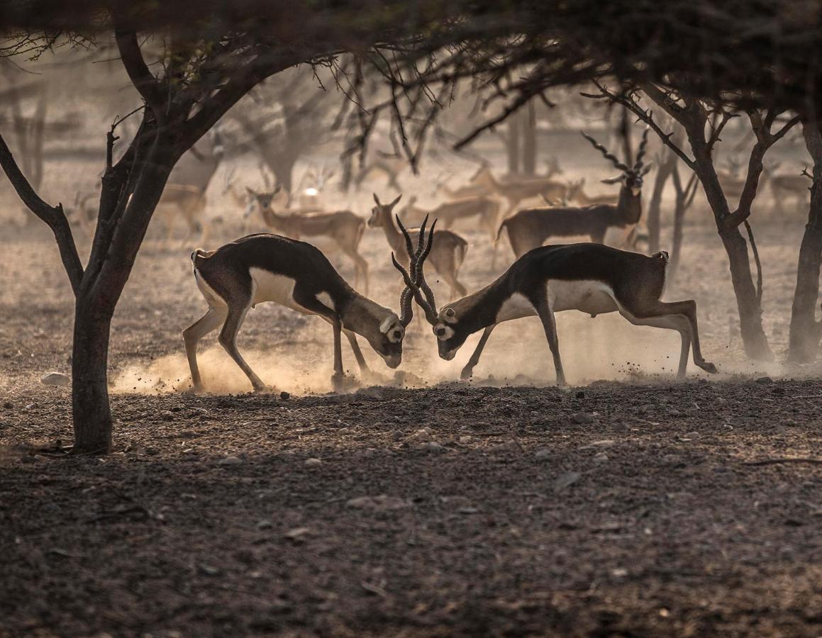Anantara Sir Bani Yas Island Al Sahel Villas Zahr Exteriér fotografie